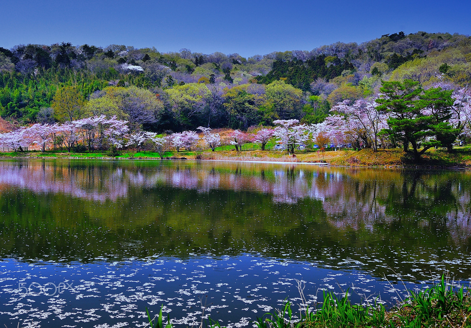 Sigma 35mm F1.4 DG HSM Art sample photo. Spring japanese garden photography