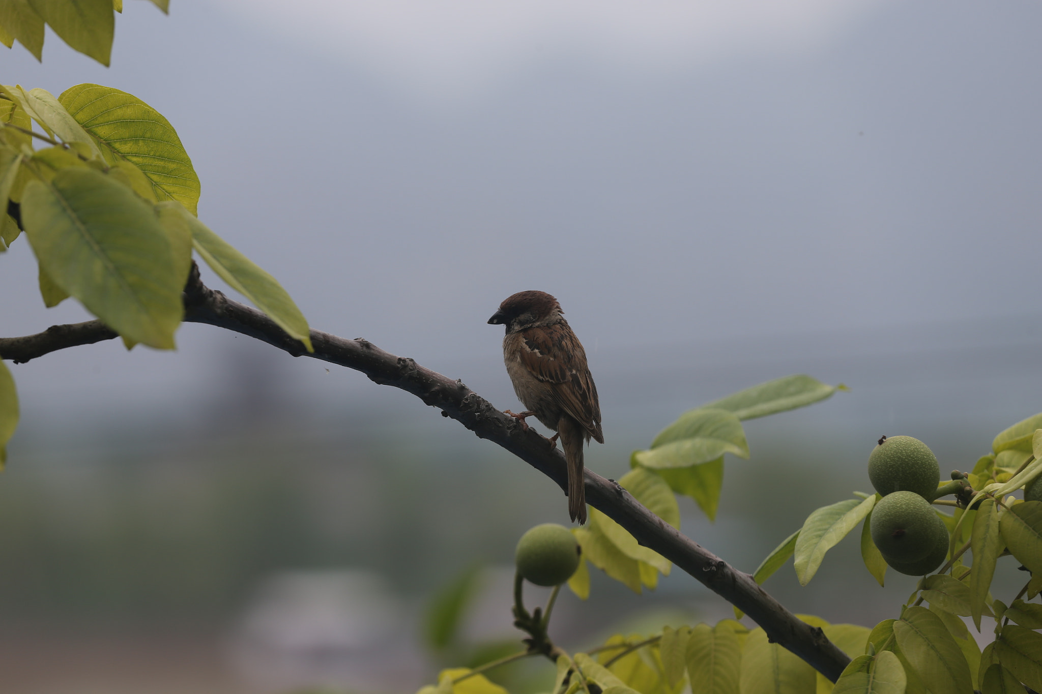 Canon EOS-1D X sample photo