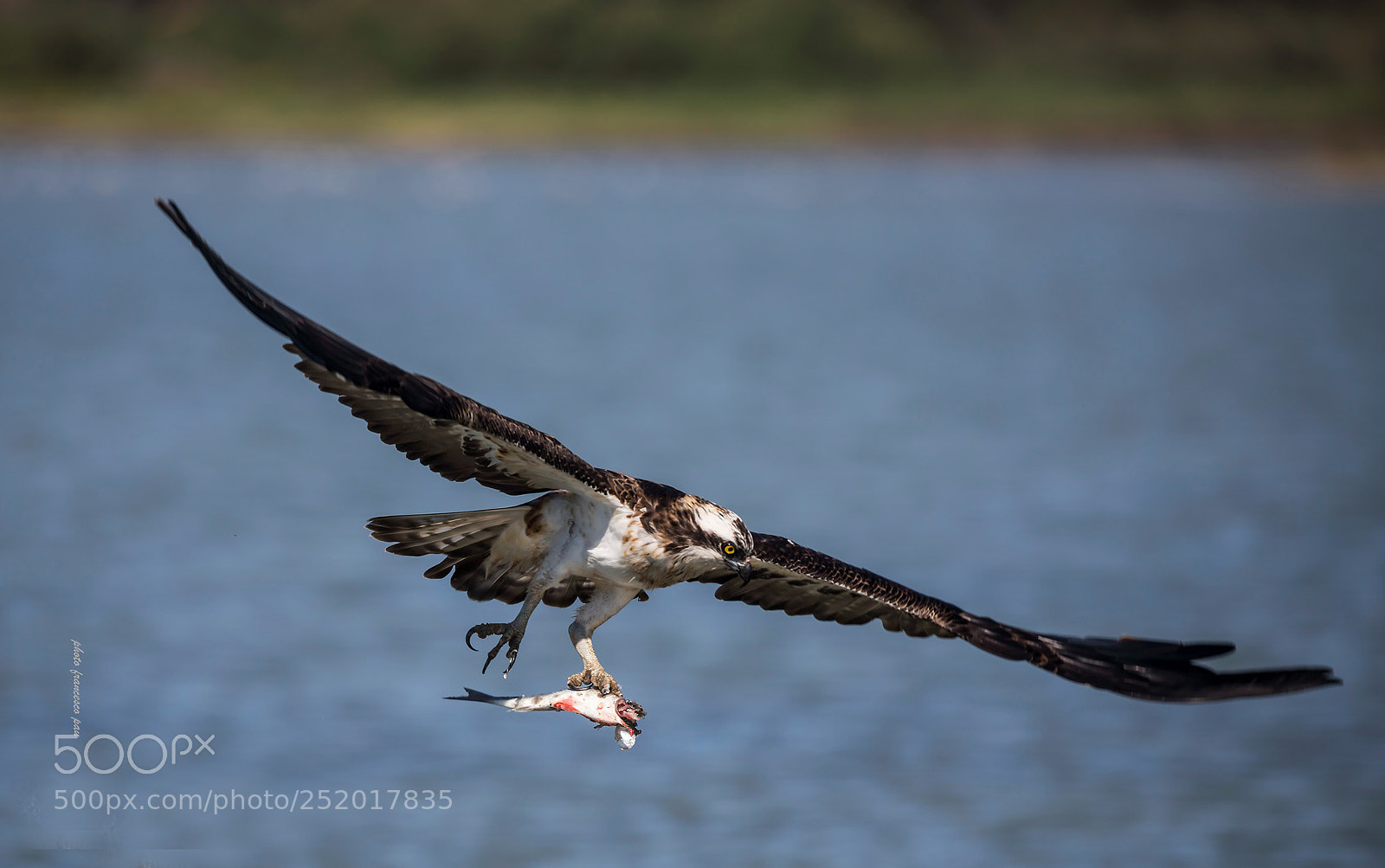 Canon EOS 5D Mark IV sample photo. Il predatore photography
