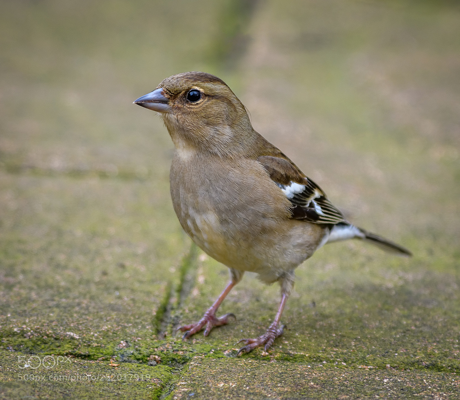 Nikon D850 sample photo. Female chaffinch photography