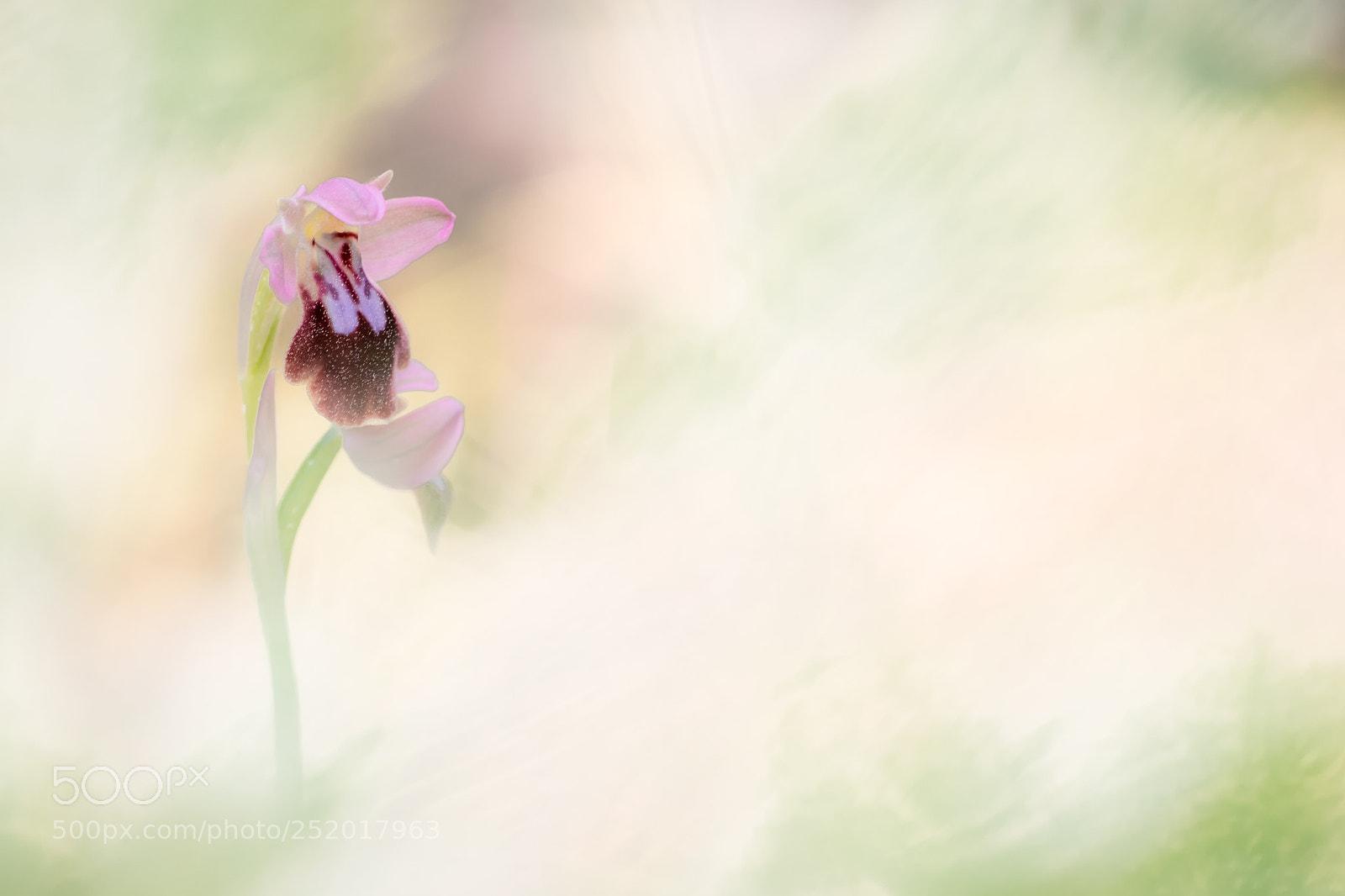 Fujifilm X-T10 sample photo. Ophrys x sanctii leonardi 18´ photography