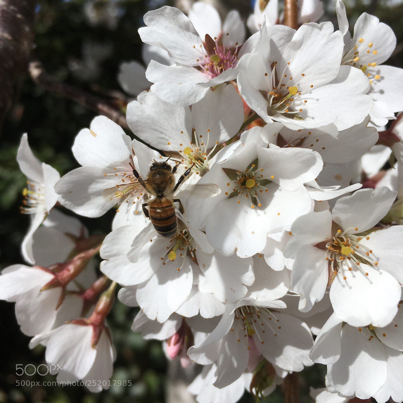 Apple iPhone SE sample photo. Purity in a waiting photography