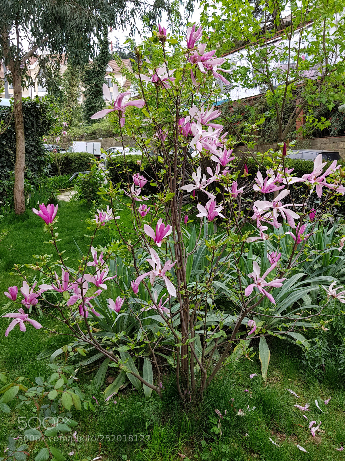 Samsung Galaxy S8 sample photo. Magnolia tree photography