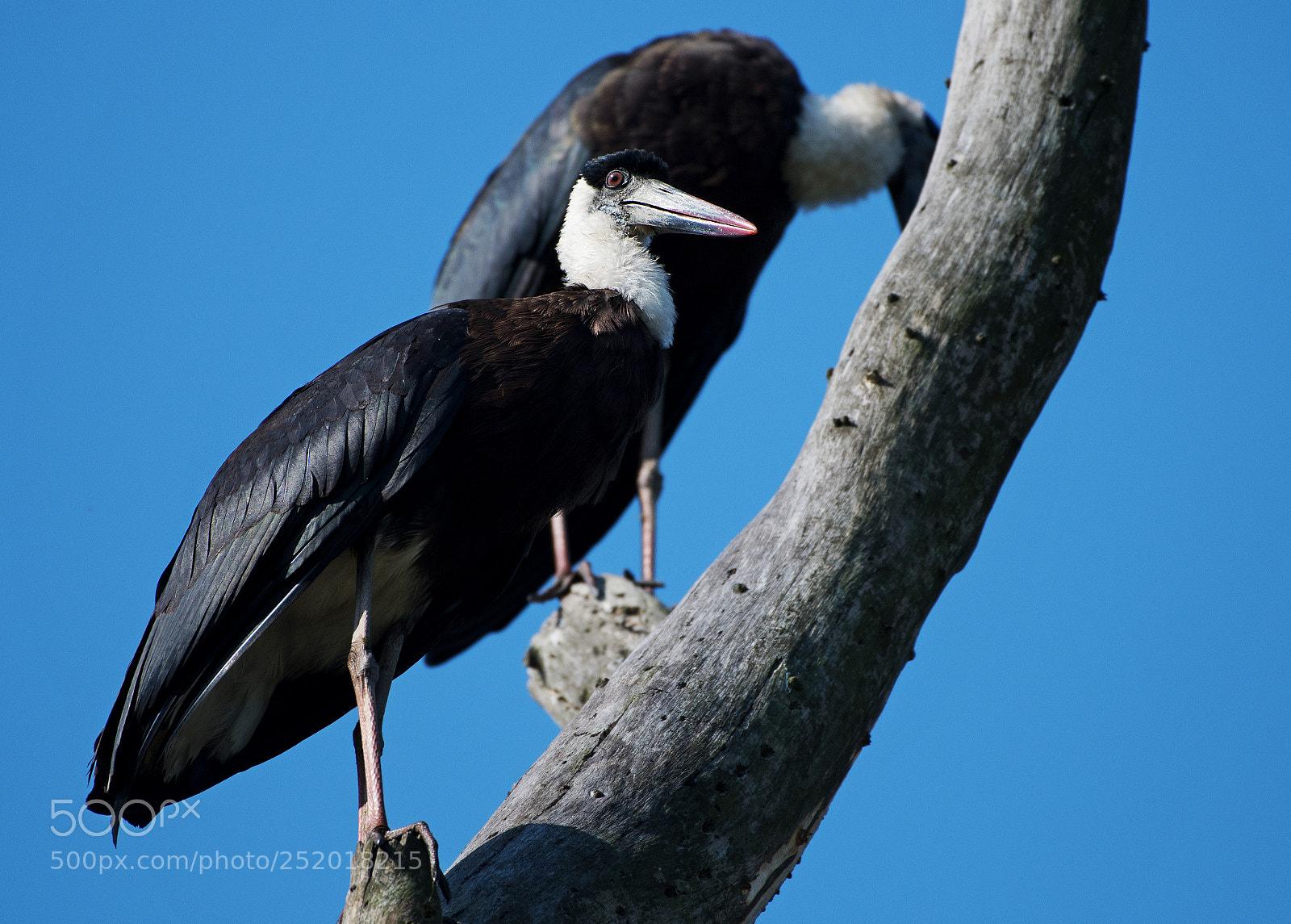 Nikon D500 sample photo. The greater adjutant photography