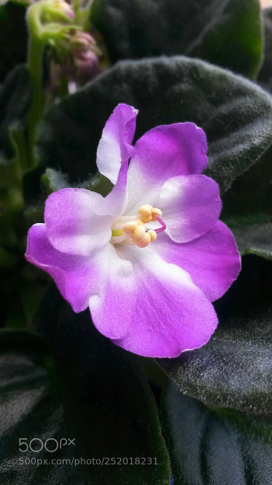 Samsung Galaxy S4 Mini sample photo. Untitled photography