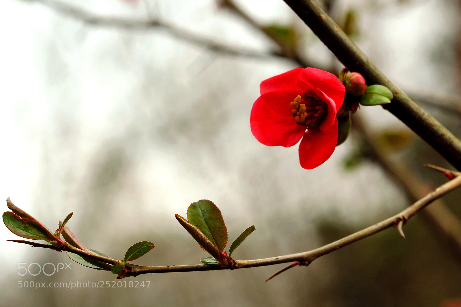 Canon EOS 60D sample photo. Loneley camellia  photography