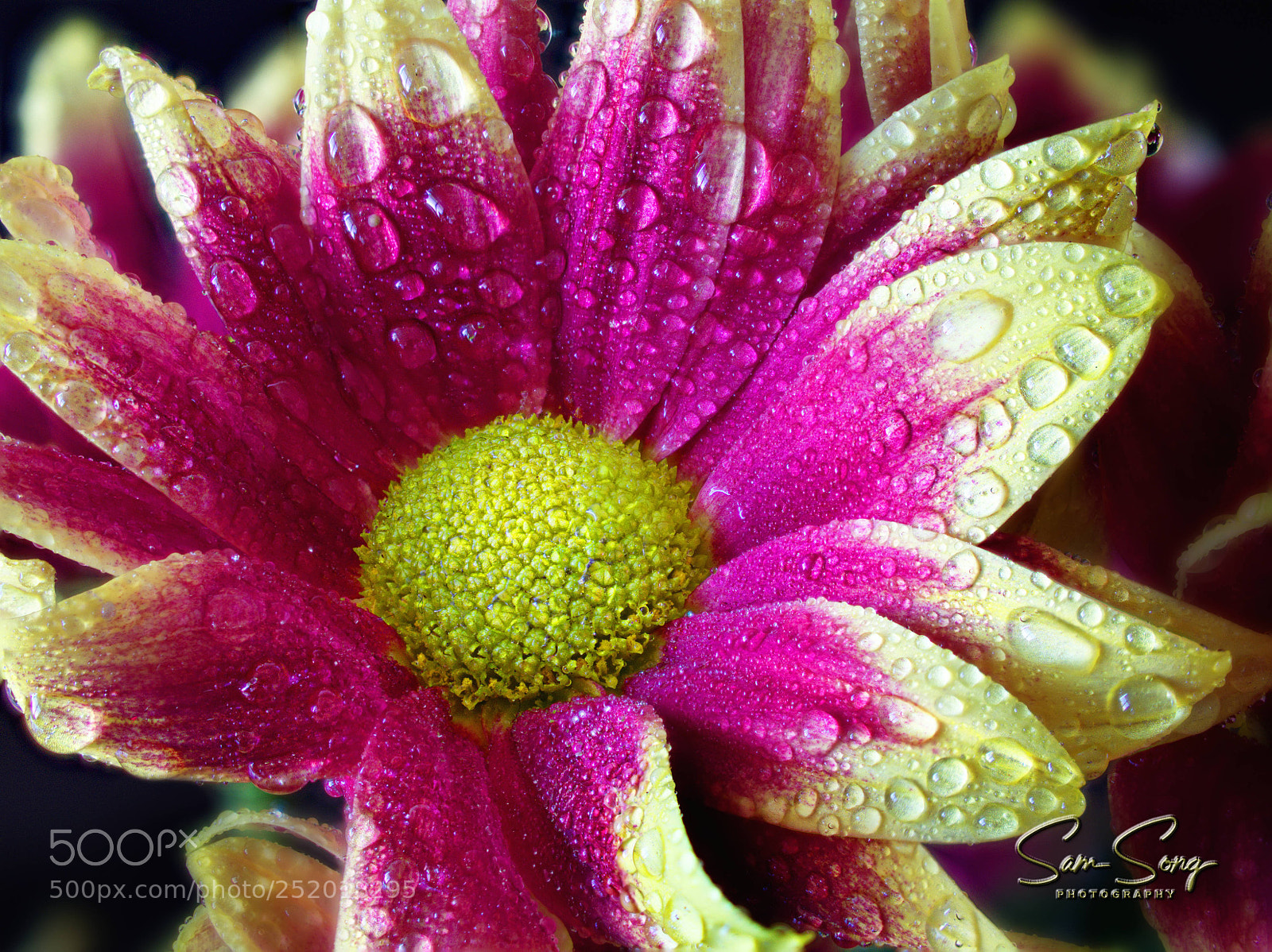 Olympus OM-D E-M10 III sample photo. The beauty of a photography