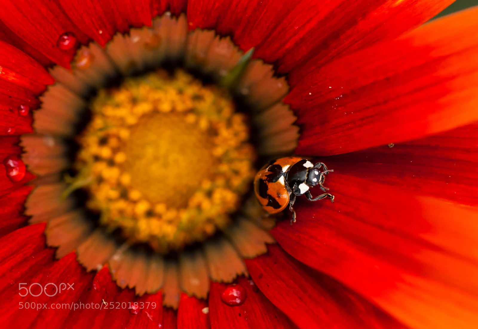 Nikon D700 sample photo. The red energy photography