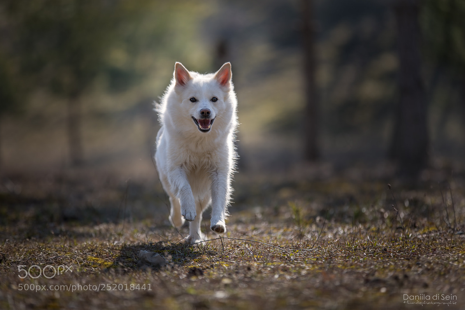 Canon EOS 5D Mark IV sample photo. Dog-action - outdoor fun! photography