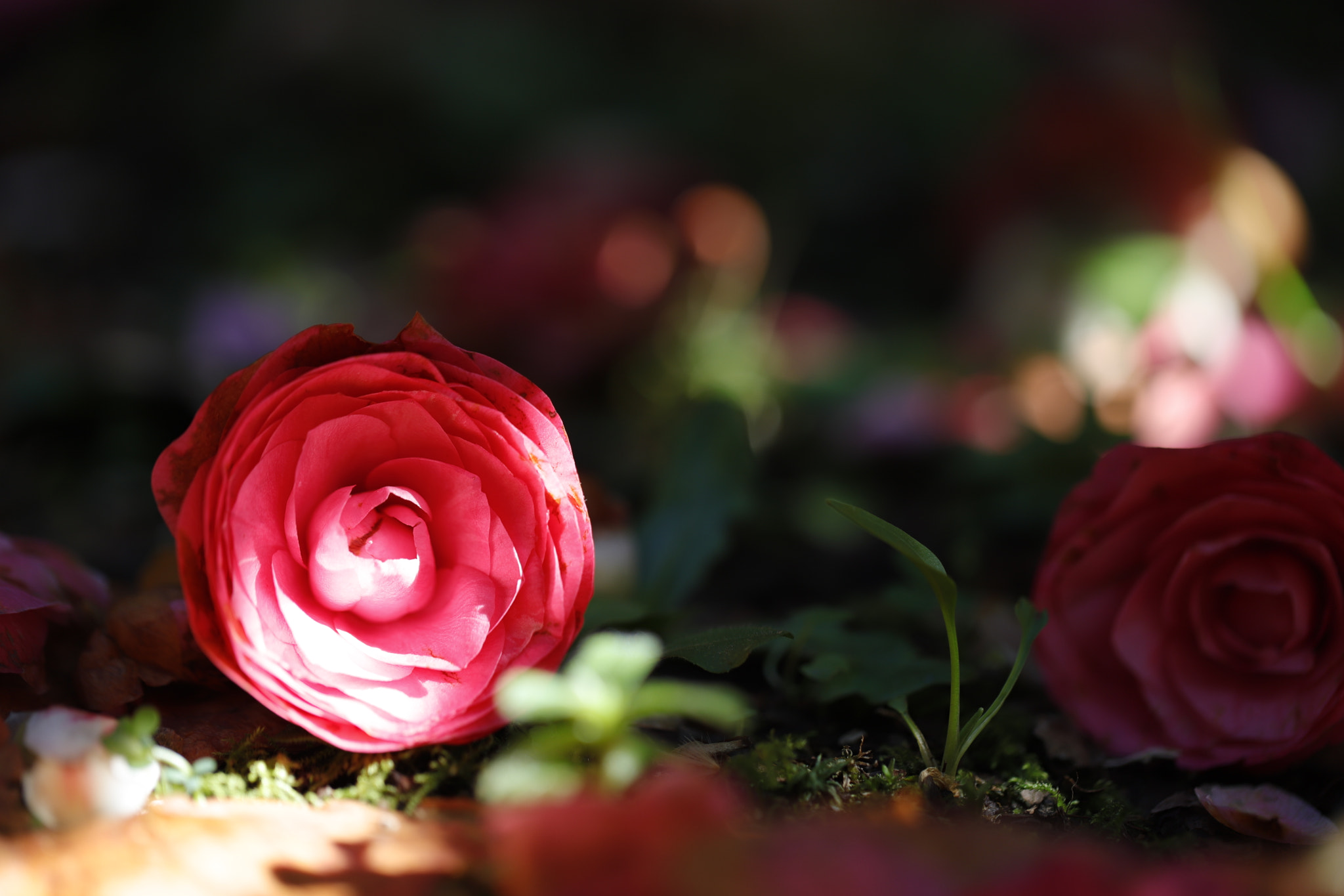 Canon EOS 6D Mark II + Canon EF 100mm F2.8L Macro IS USM sample photo. Camelia on the ground photography