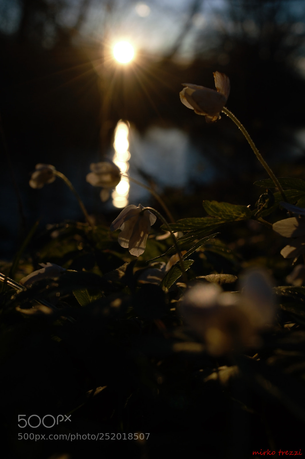 Nikon D3200 sample photo. Sunset flower photography