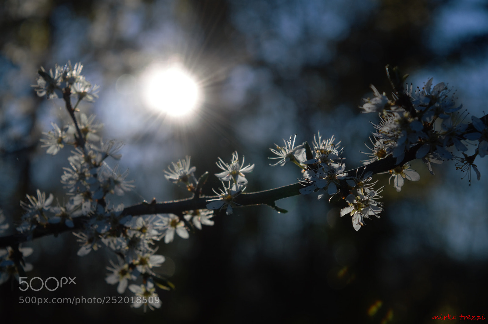 Nikon D3200 sample photo. Sunset flower photography