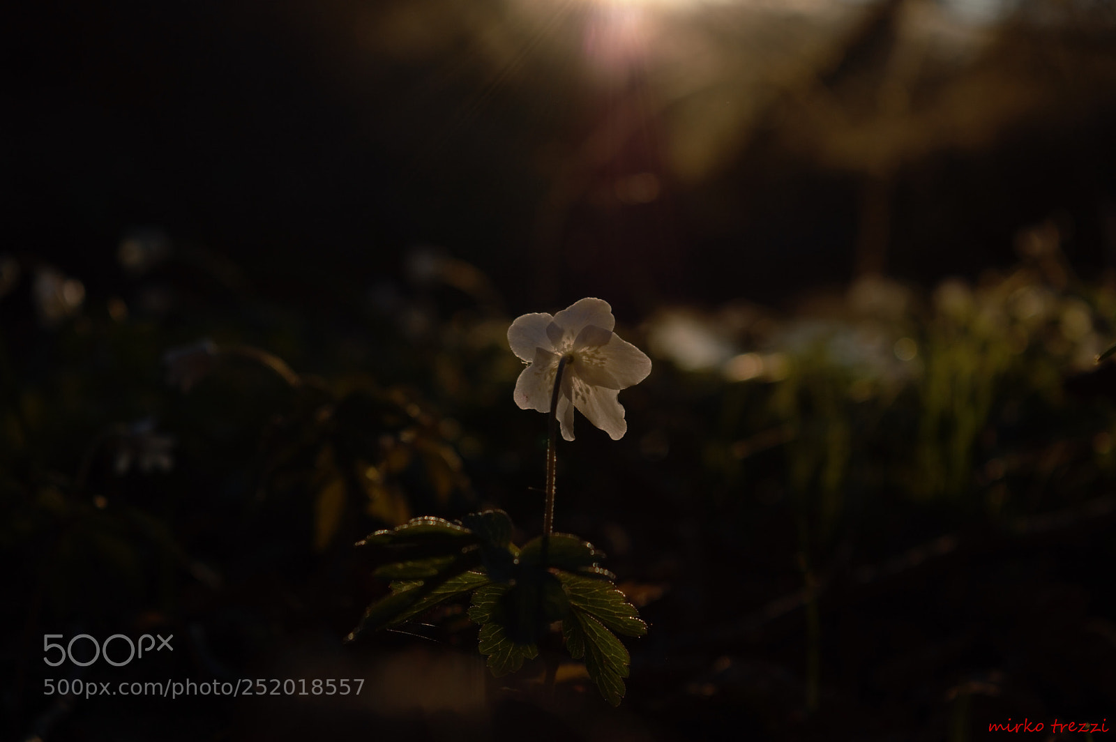 Nikon D3200 sample photo. Sunset flower photography