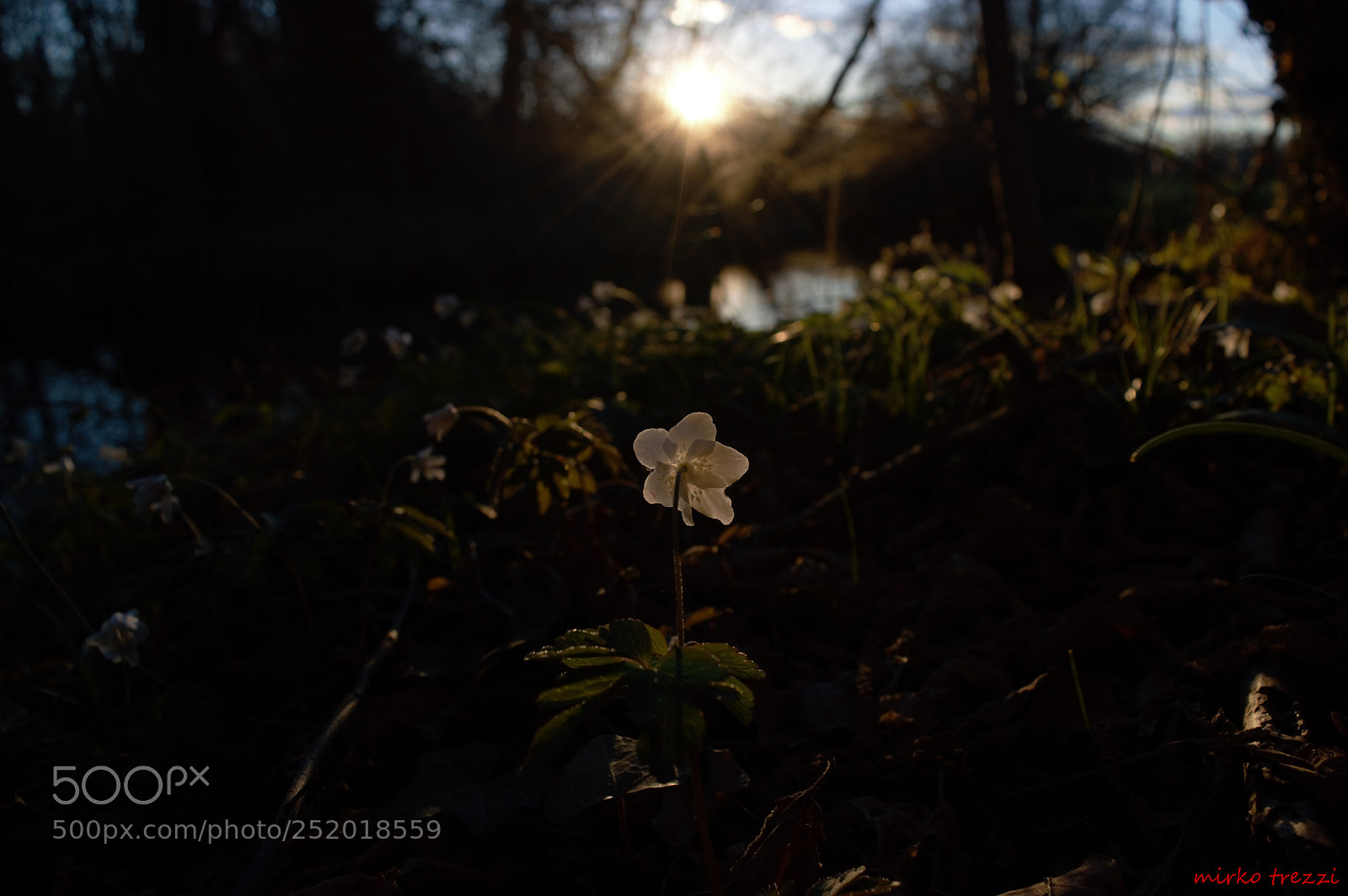 Nikon D3200 sample photo. Sunset flower photography