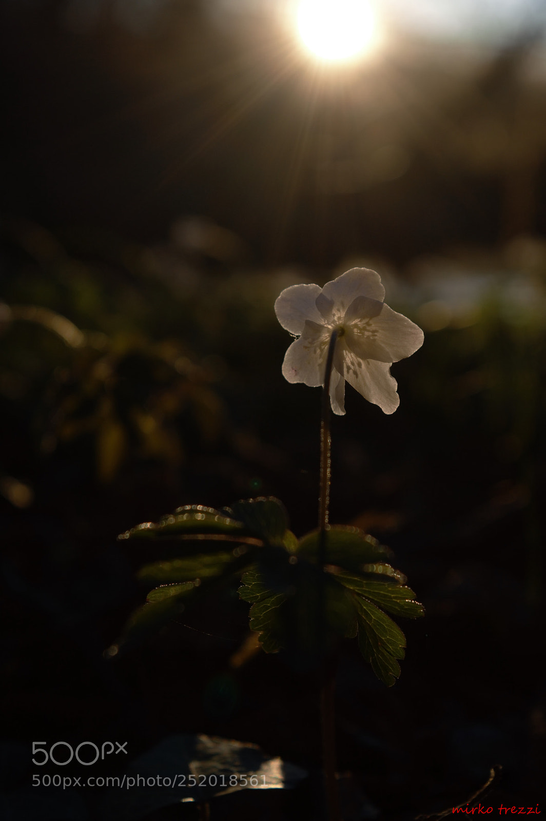 Nikon D3200 sample photo. Sunset flower photography