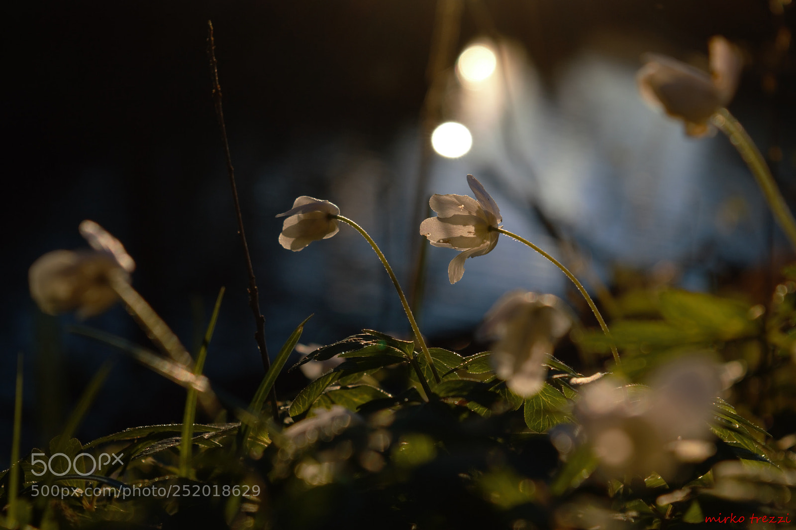 Nikon D3200 sample photo. Sunset flower photography