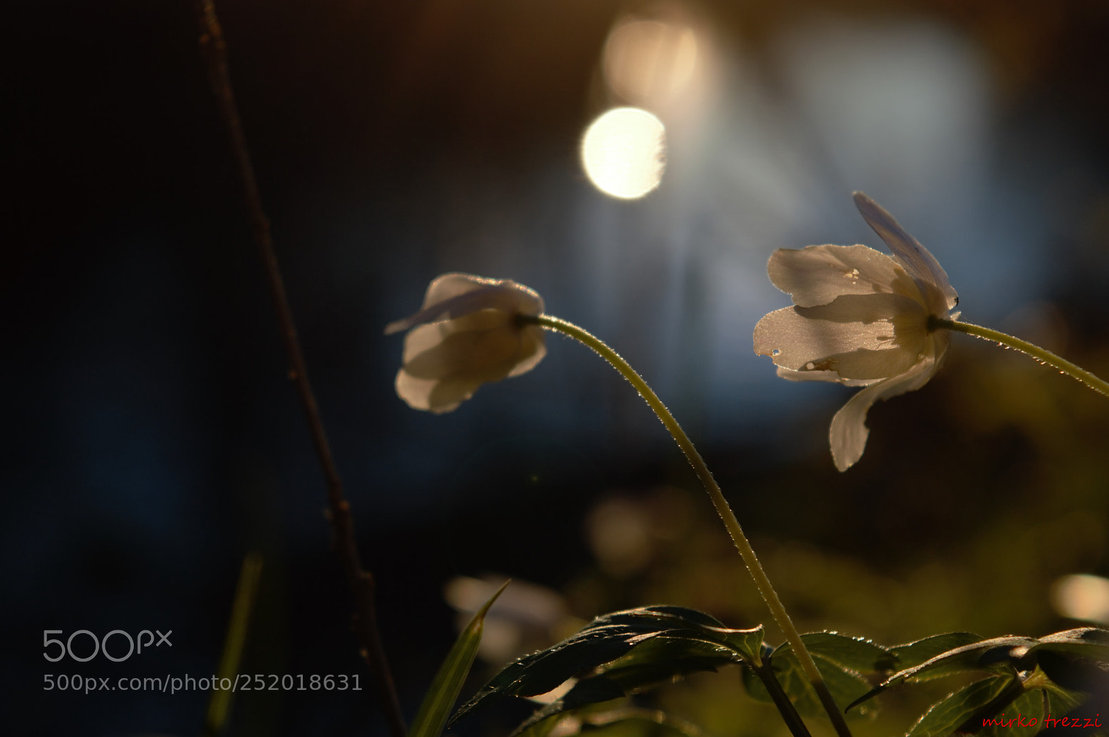 Nikon D3200 sample photo. Sunset flower photography
