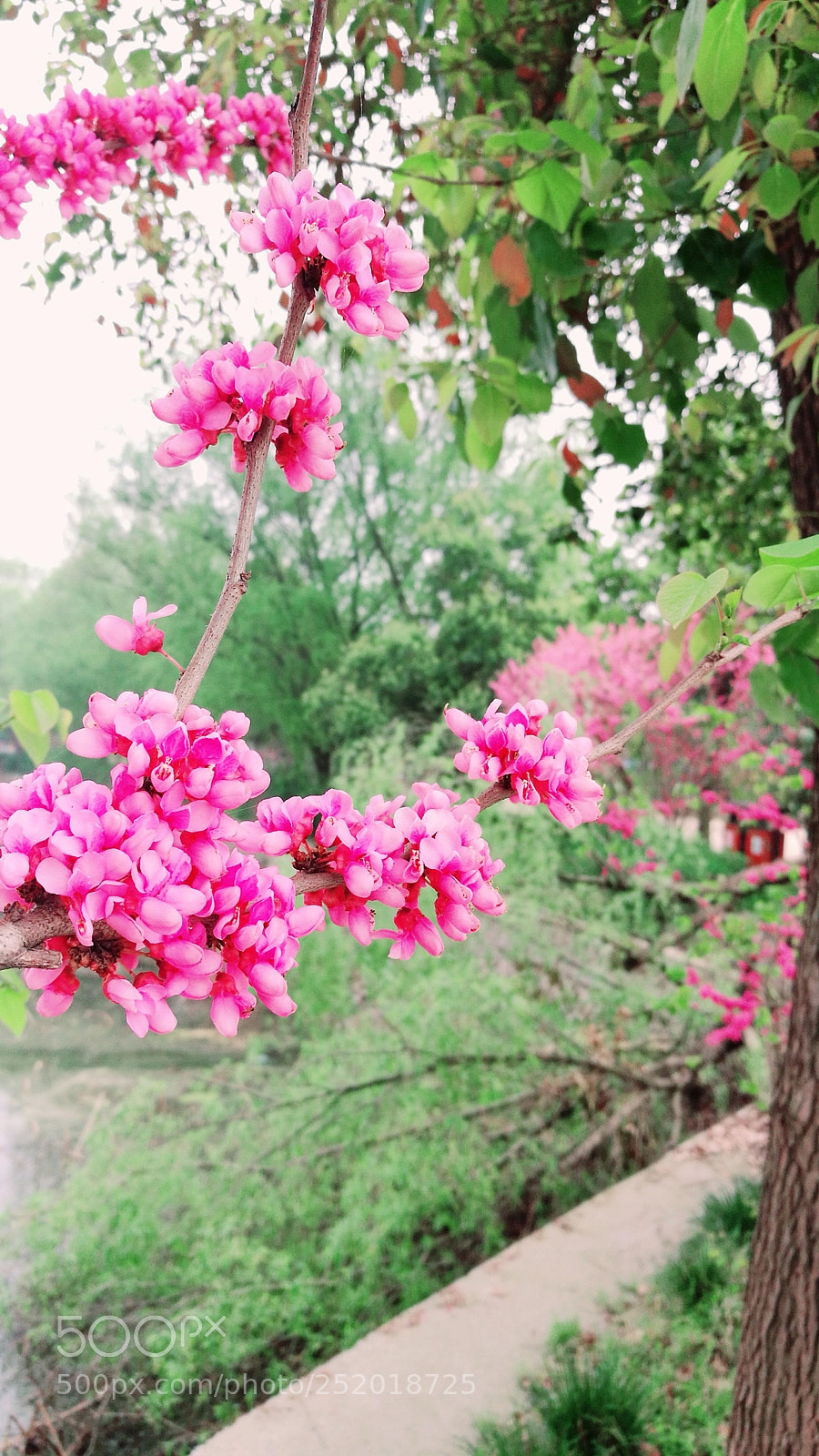 HUAWEI P9 sample photo. 花里 photography