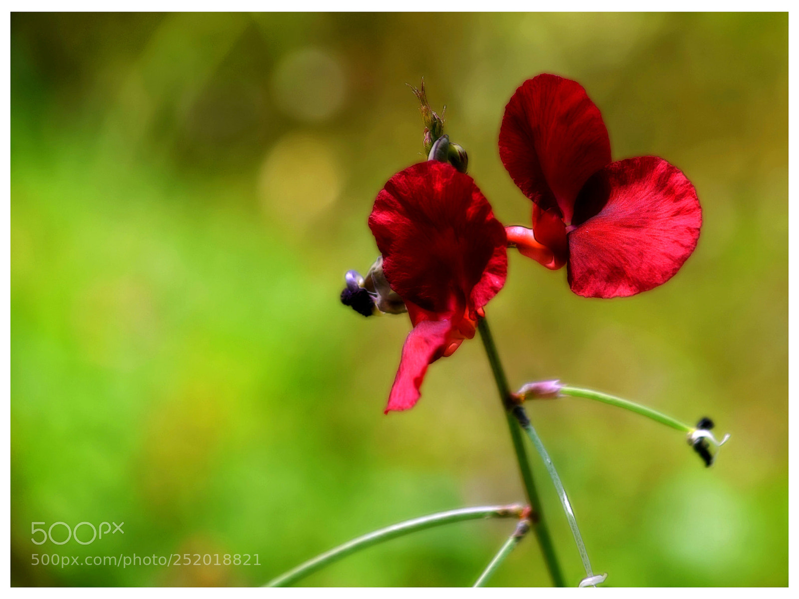Nikon D5300 sample photo. ... photography