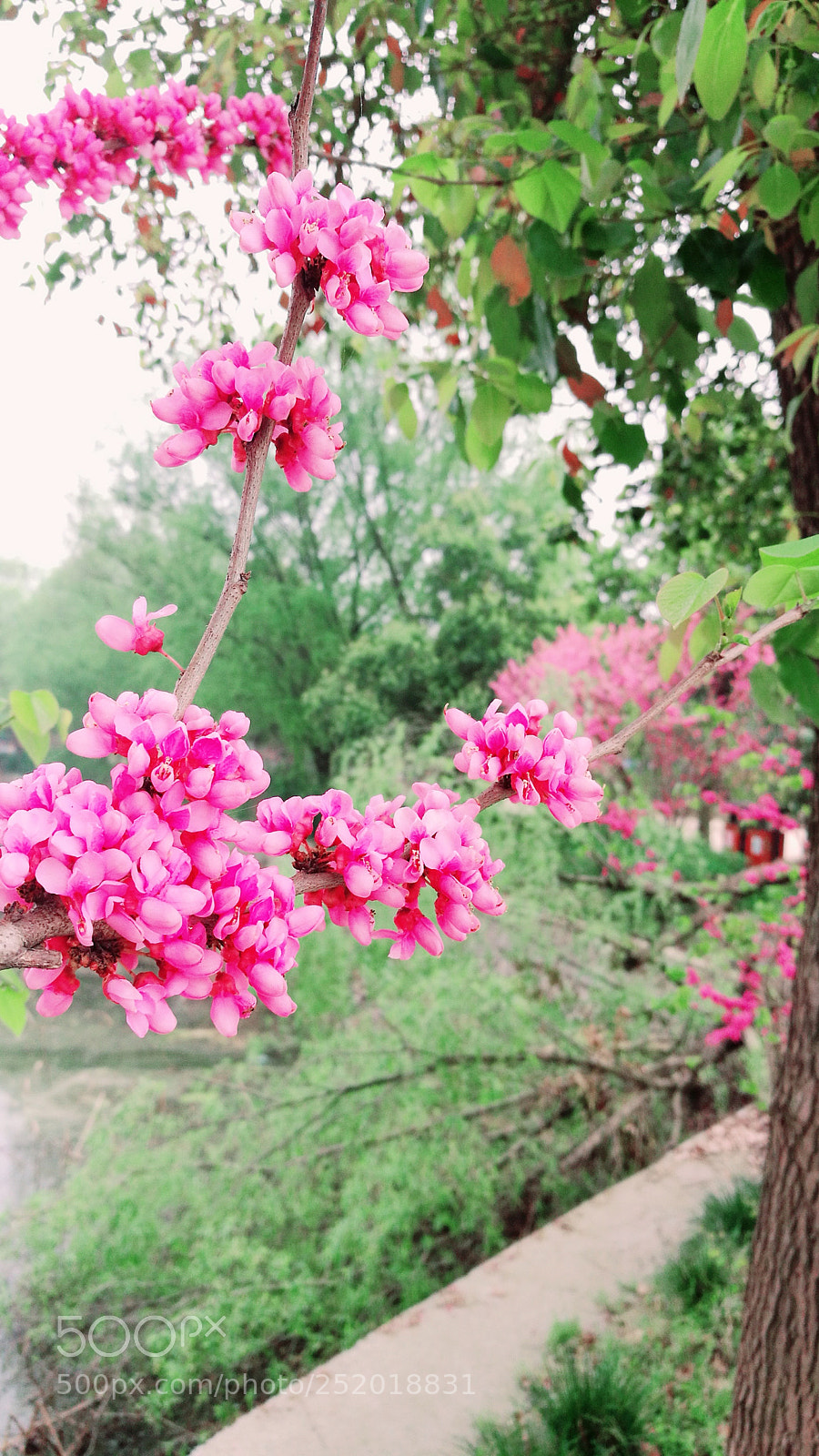 HUAWEI P9 sample photo. Untitled photography