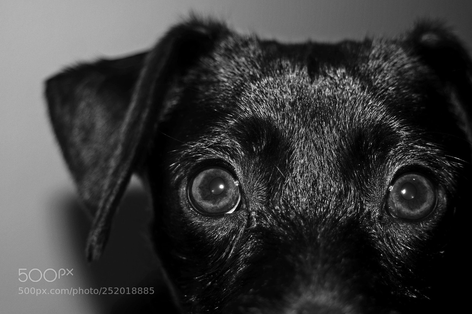 Canon EOS 30D sample photo. Black dog looking at photography