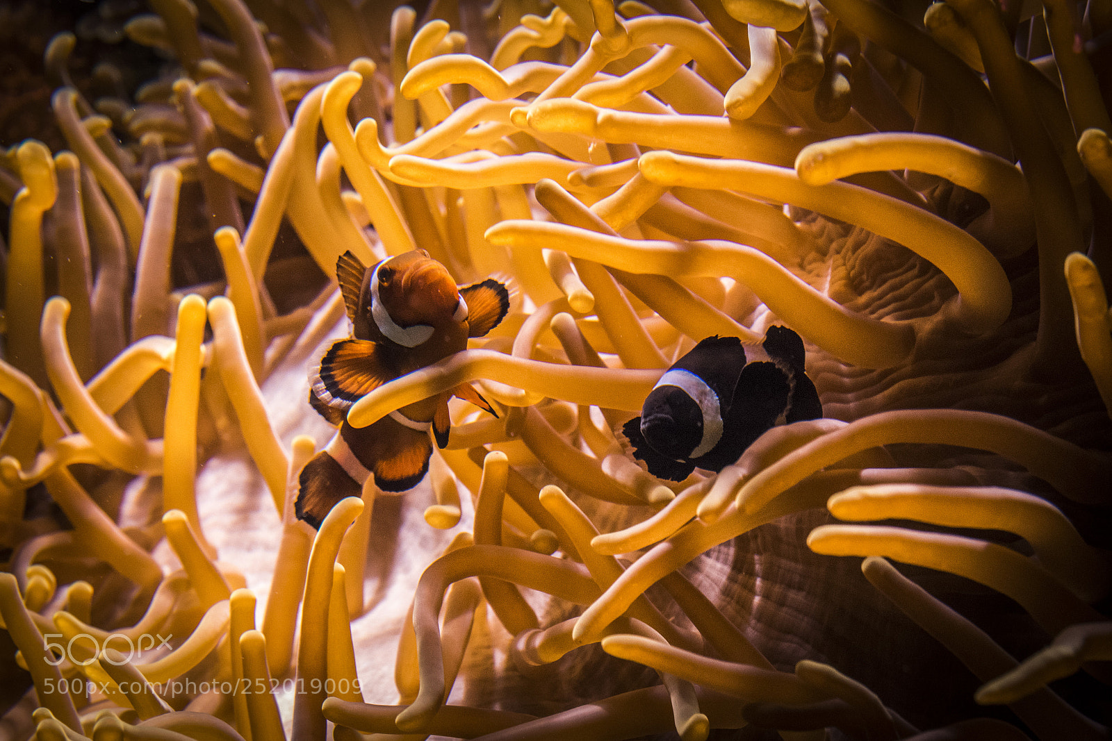 Nikon D3300 sample photo. Finding nemo photography