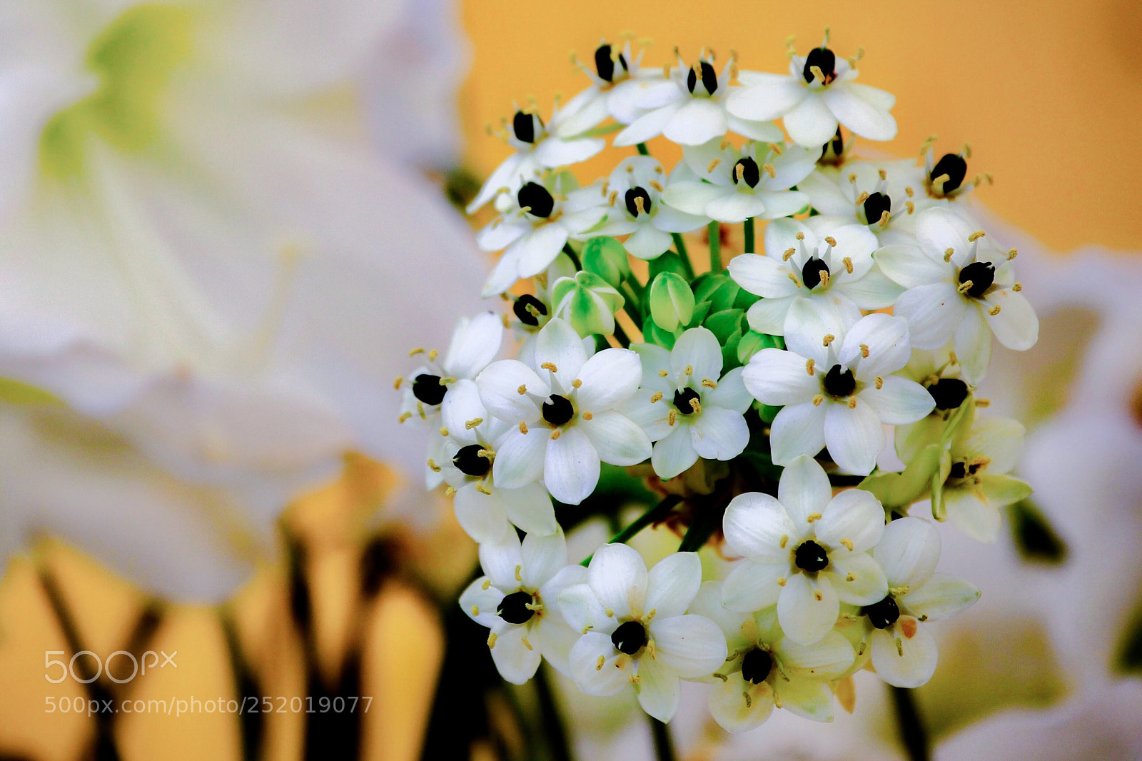 Canon EOS-1D Mark IV sample photo. Untitled photography
