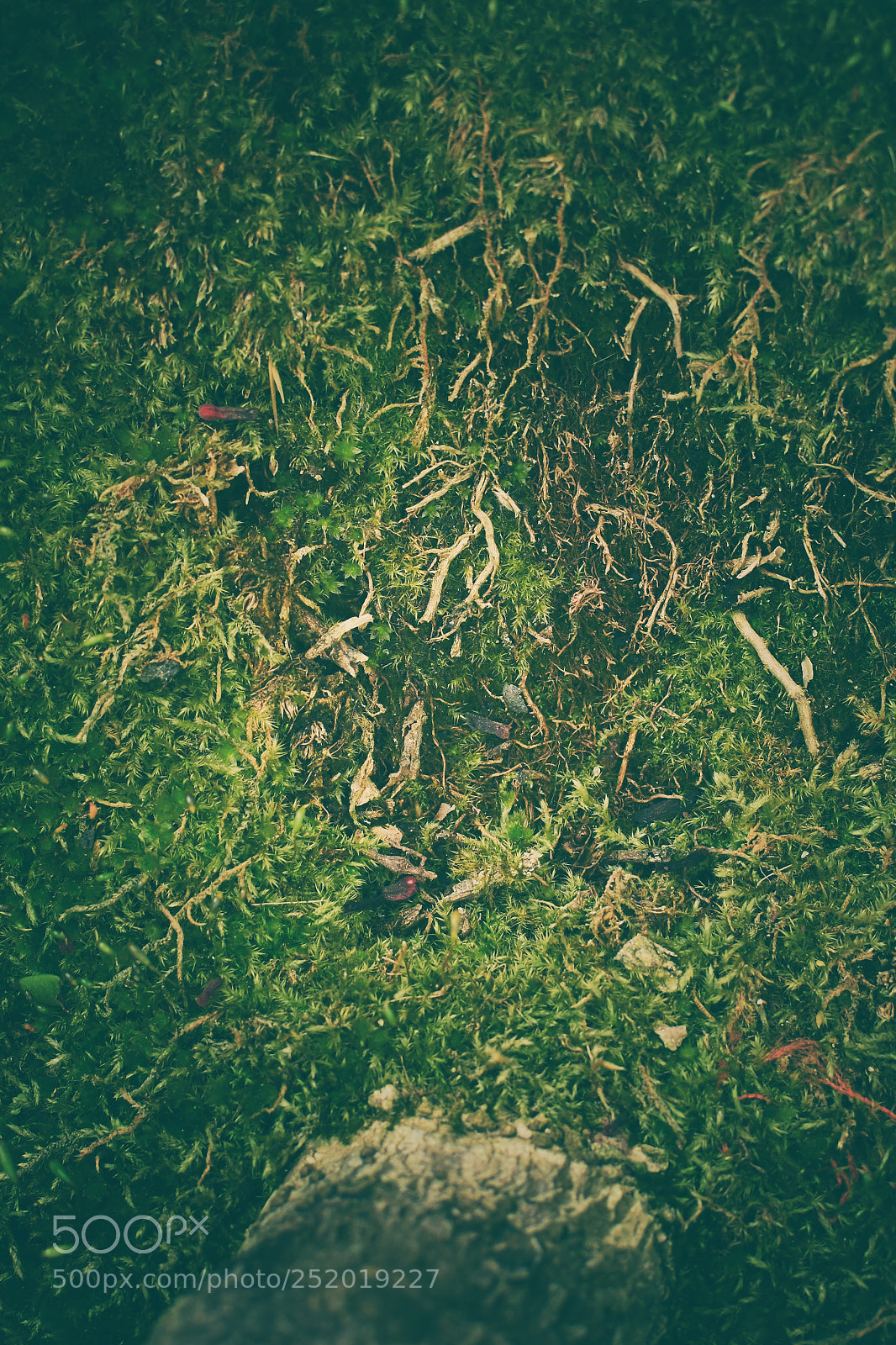 Nikon D7200 sample photo. #texture photography