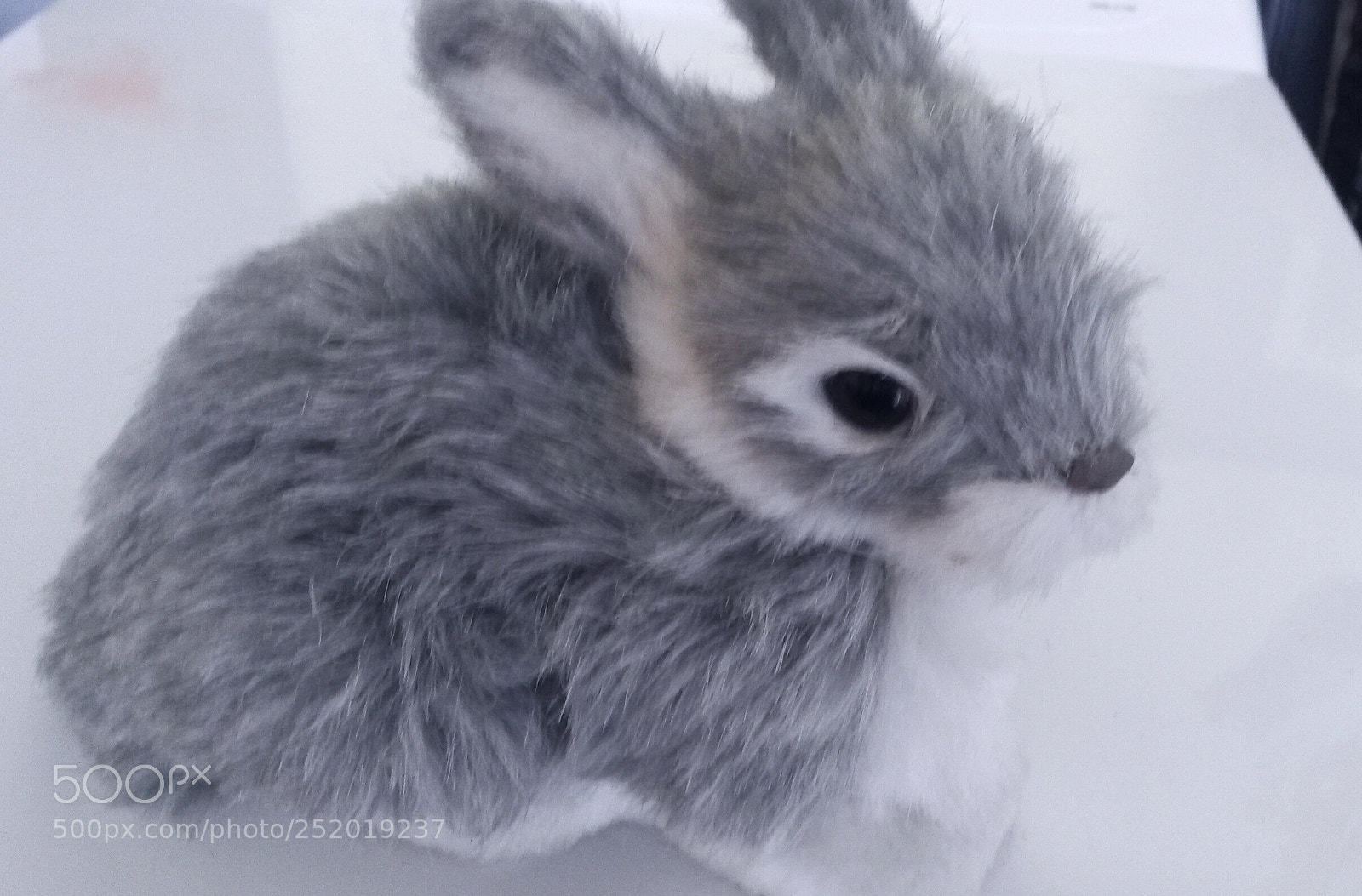 Samsung Galaxy S4 Mini sample photo. Rabbit photography