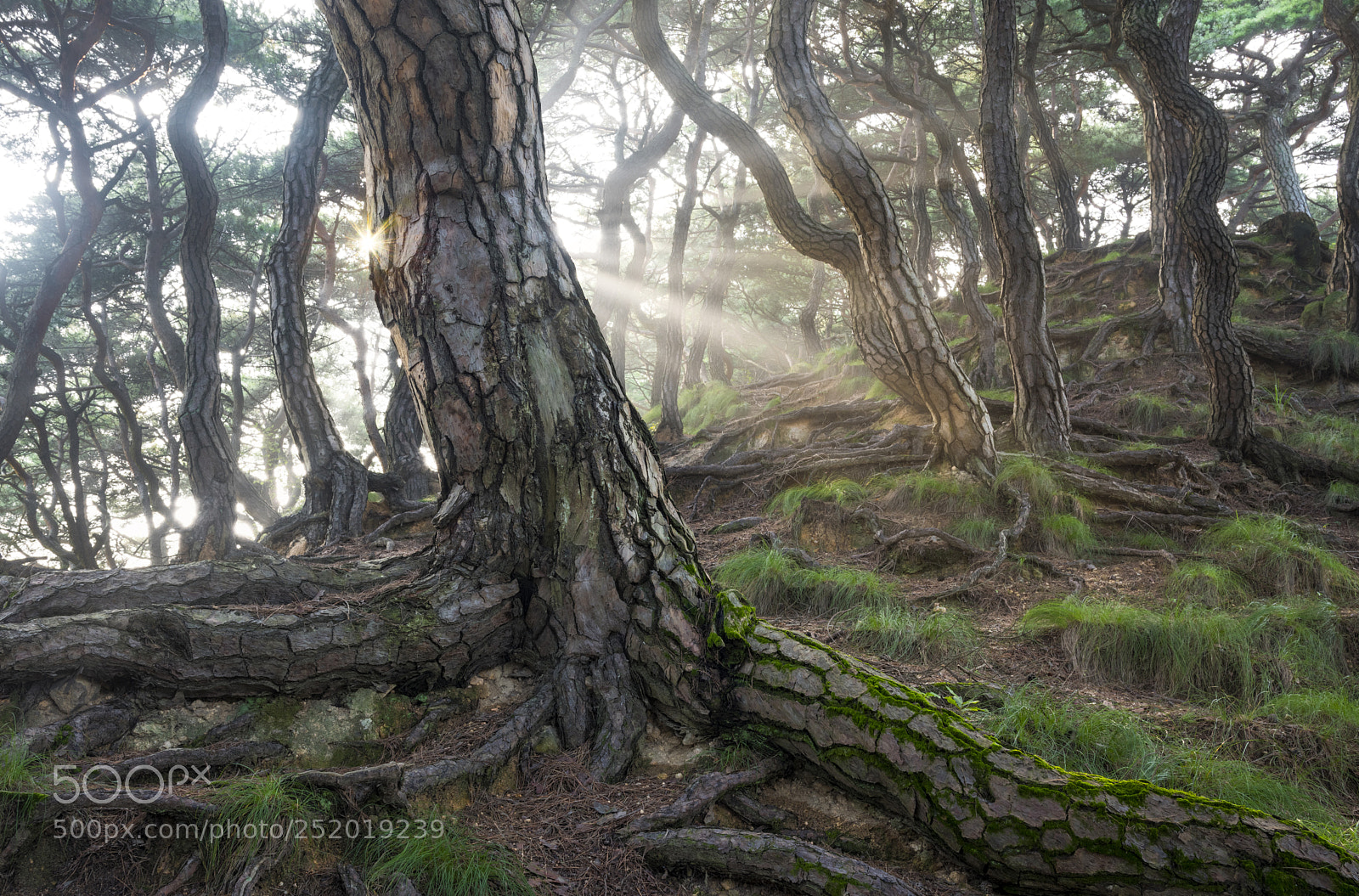Nikon D810 sample photo. Sacred pine trees photography