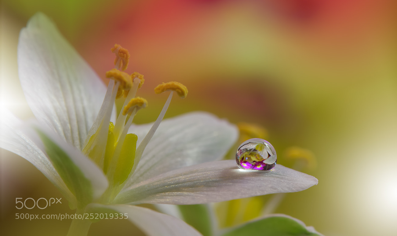 Nikon D810 sample photo. '**o**' photography