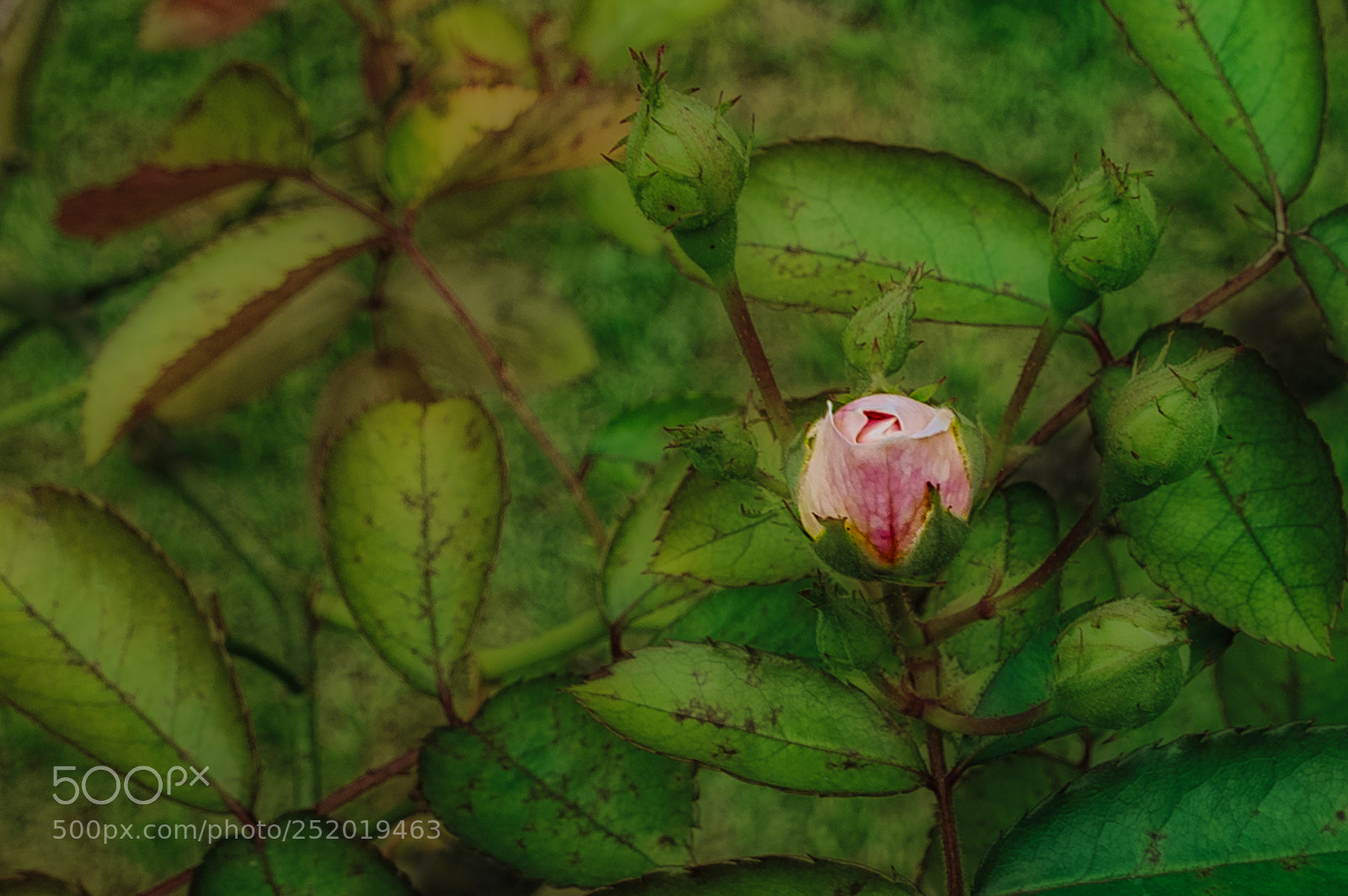 Sony Alpha NEX-5 sample photo. Little rose photography