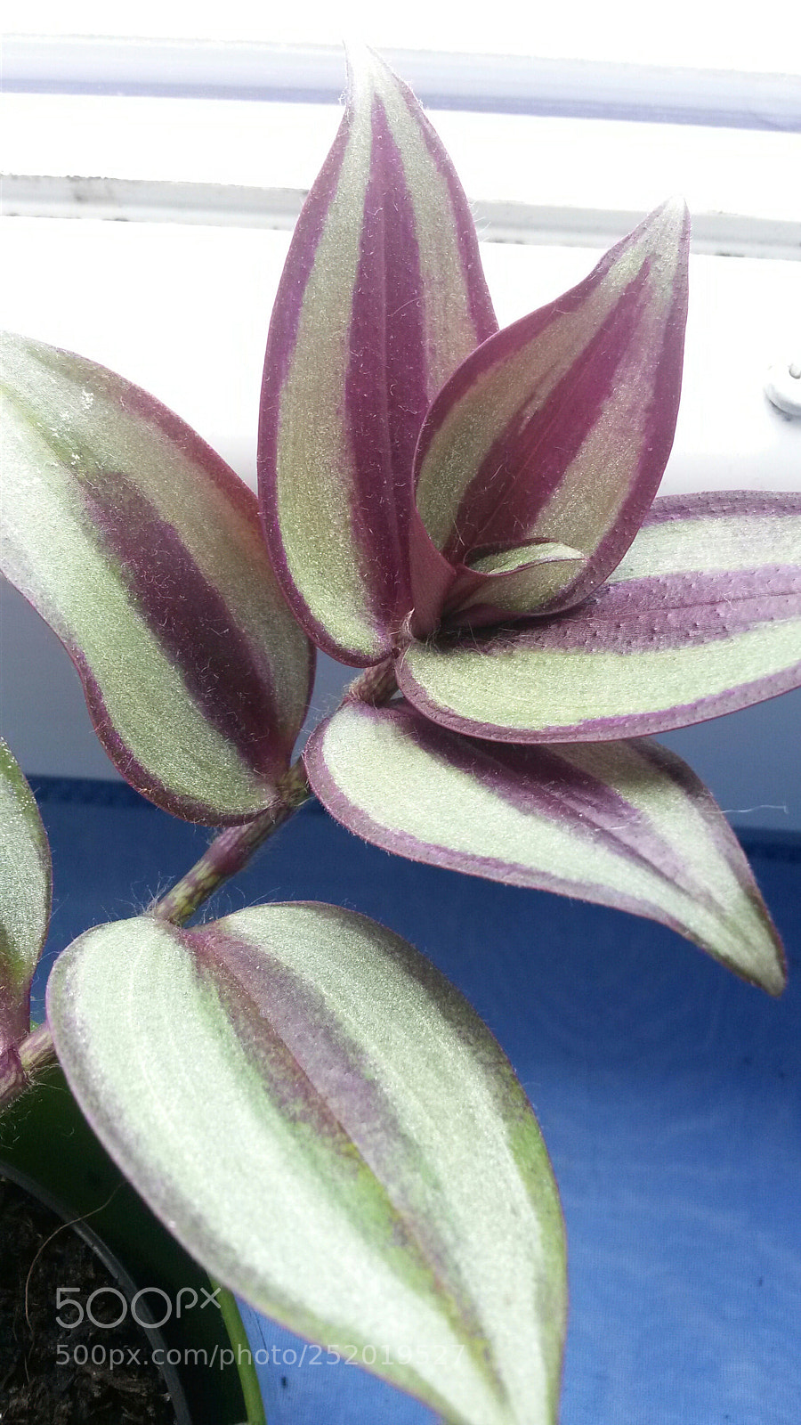 Samsung Galaxy S4 Mini sample photo. Untitled photography