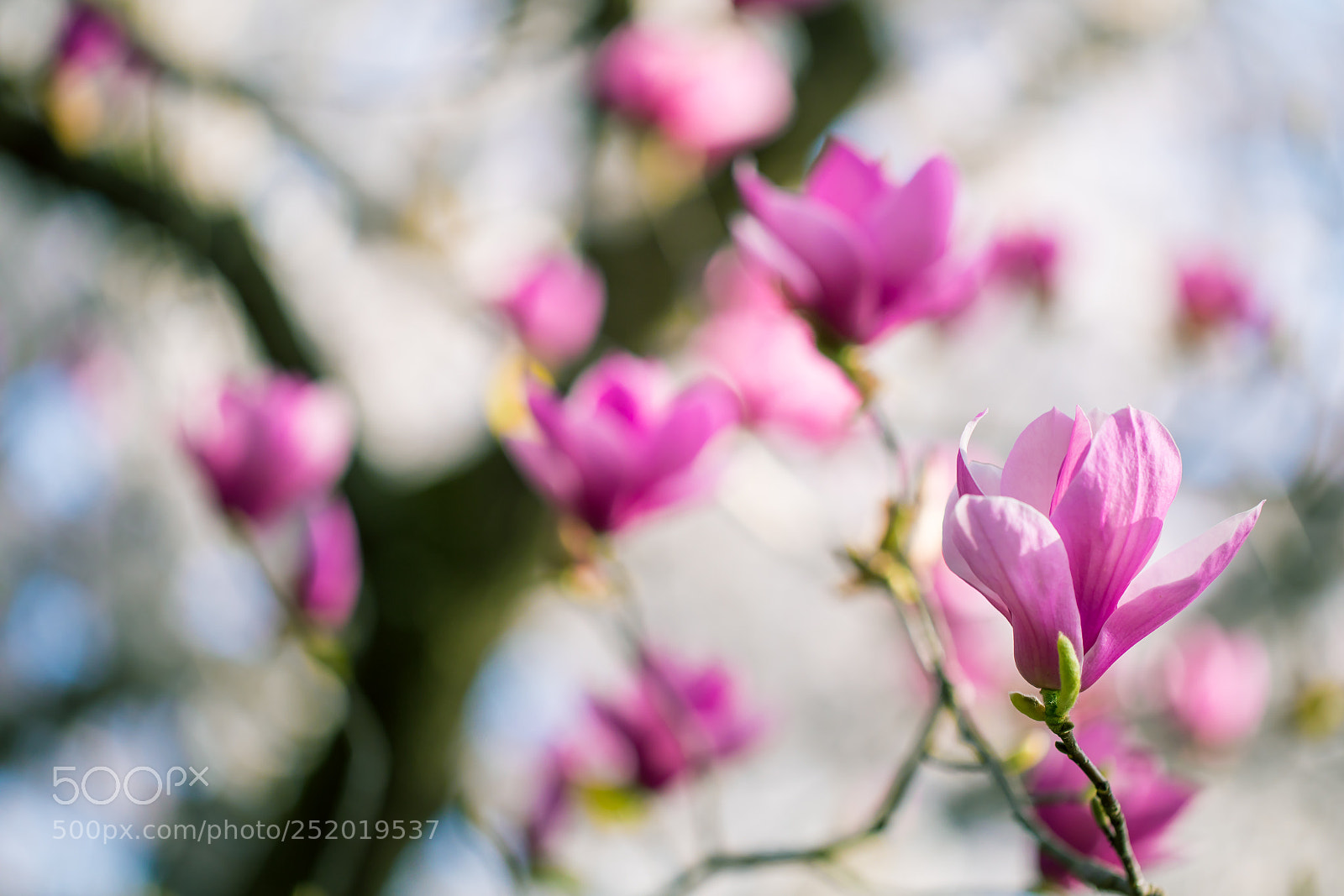 Canon EOS 5D Mark IV sample photo. Purple photography