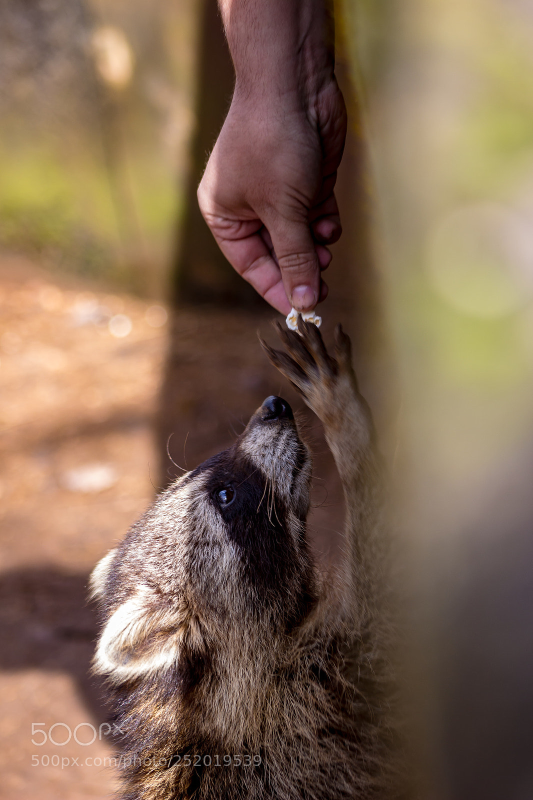 Canon EOS 100D (EOS Rebel SL1 / EOS Kiss X7) sample photo. Raccoon photography