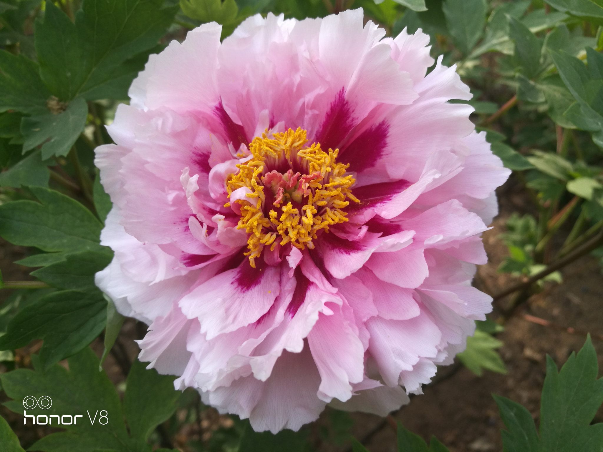 HUAWEI Honor V8 sample photo. Peony photography