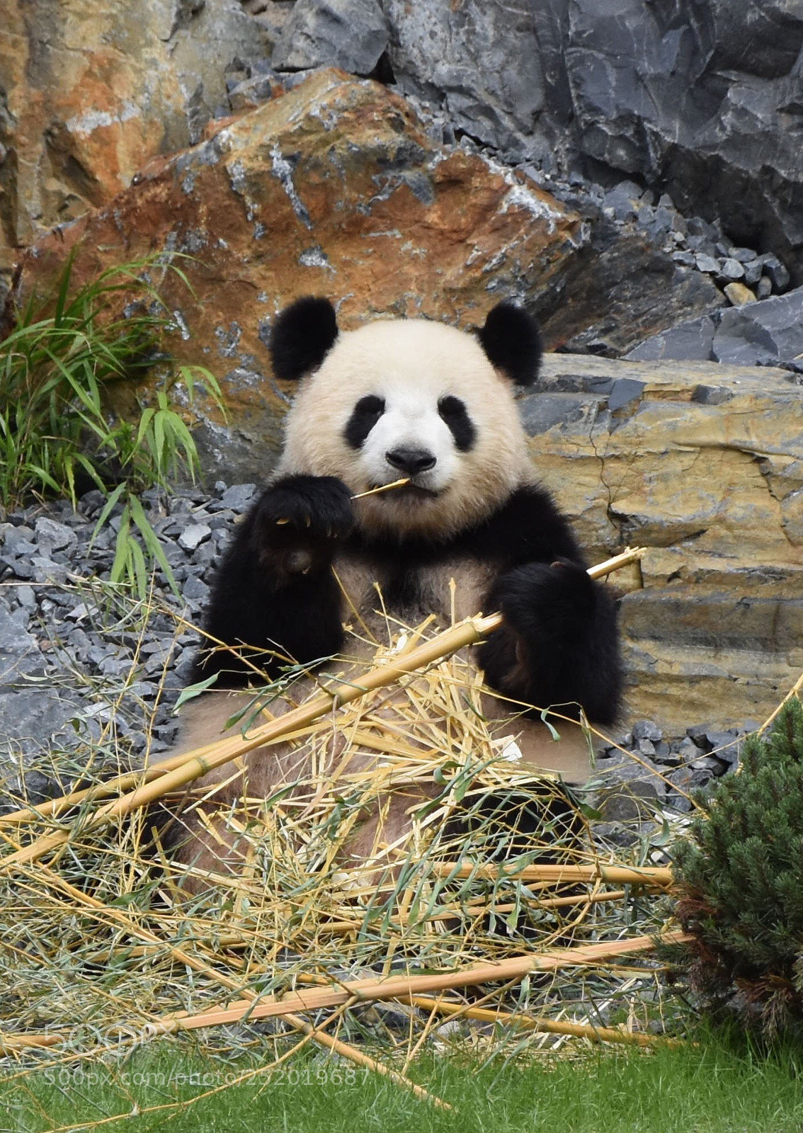 Nikon D7200 sample photo. Panda photography