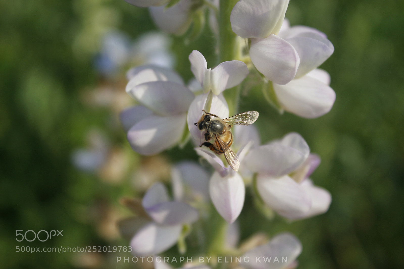 Canon EOS 700D (EOS Rebel T5i / EOS Kiss X7i) sample photo. Bee photography