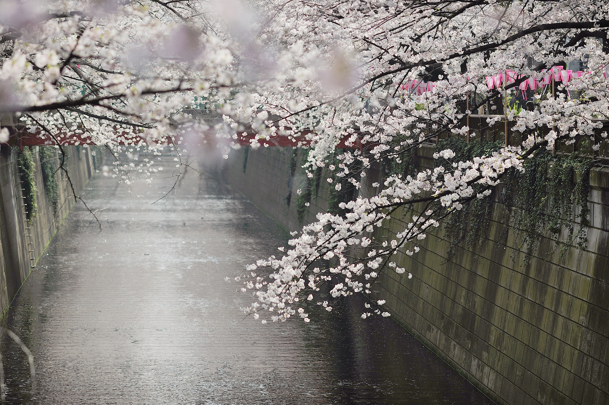 AF DC-Nikkor 135mm f/2D sample photo. Spring for tokyoites photography