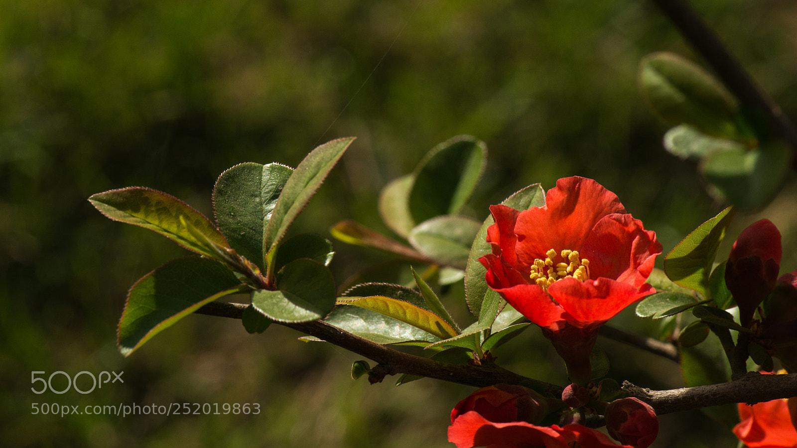 Nikon D800E sample photo. Quince photography