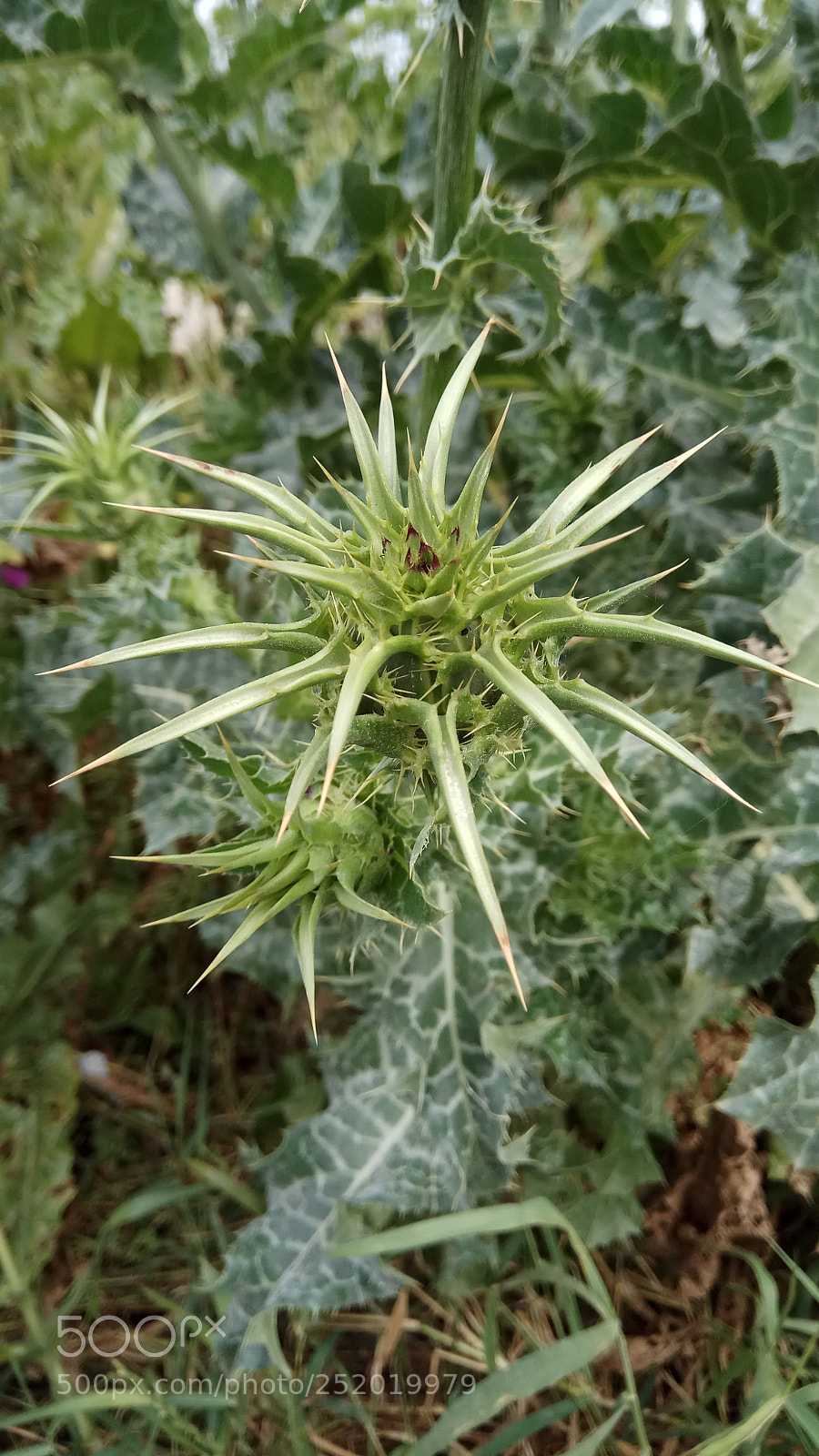 Xiaomi Redmi Note 4 sample photo. Untitled photography