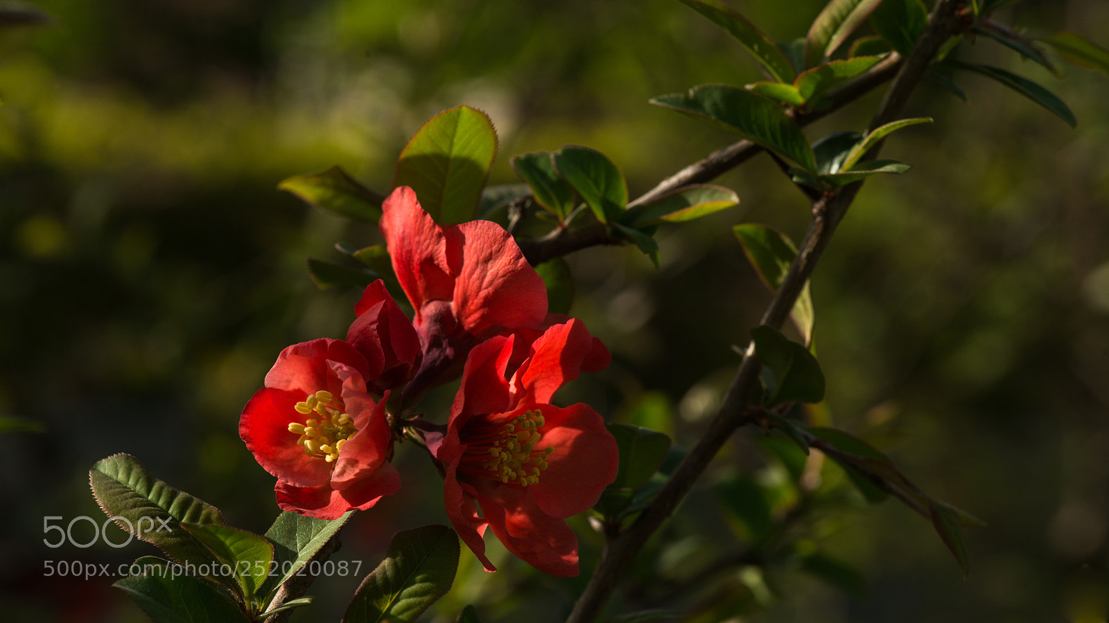 Nikon D800E sample photo. Quince photography