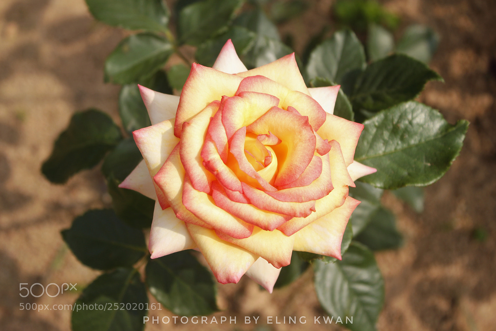 Canon EOS 700D (EOS Rebel T5i / EOS Kiss X7i) sample photo. Rose photography