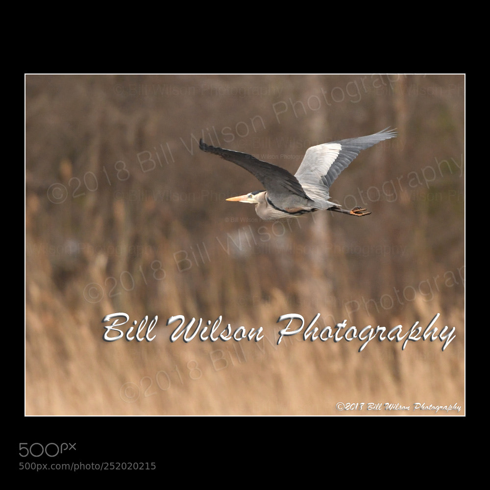 Nikon D500 sample photo. Great blue heron flight photography