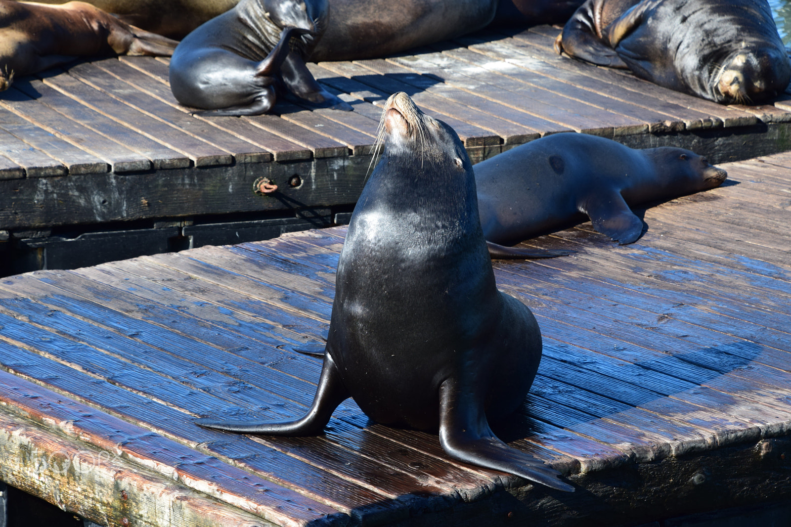 Nikon D5300 sample photo. Sea lion at pier 39, san francisco photography