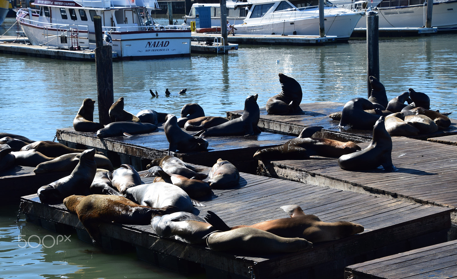 Nikon D5300 sample photo. Sea lions at pier 39, san francisco photography