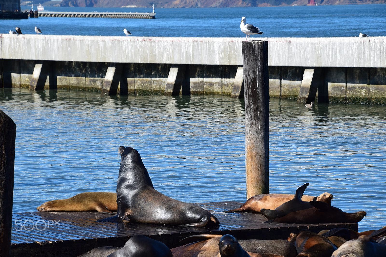 Nikon D5300 sample photo. Sea lions at pier 39, san francisco photography