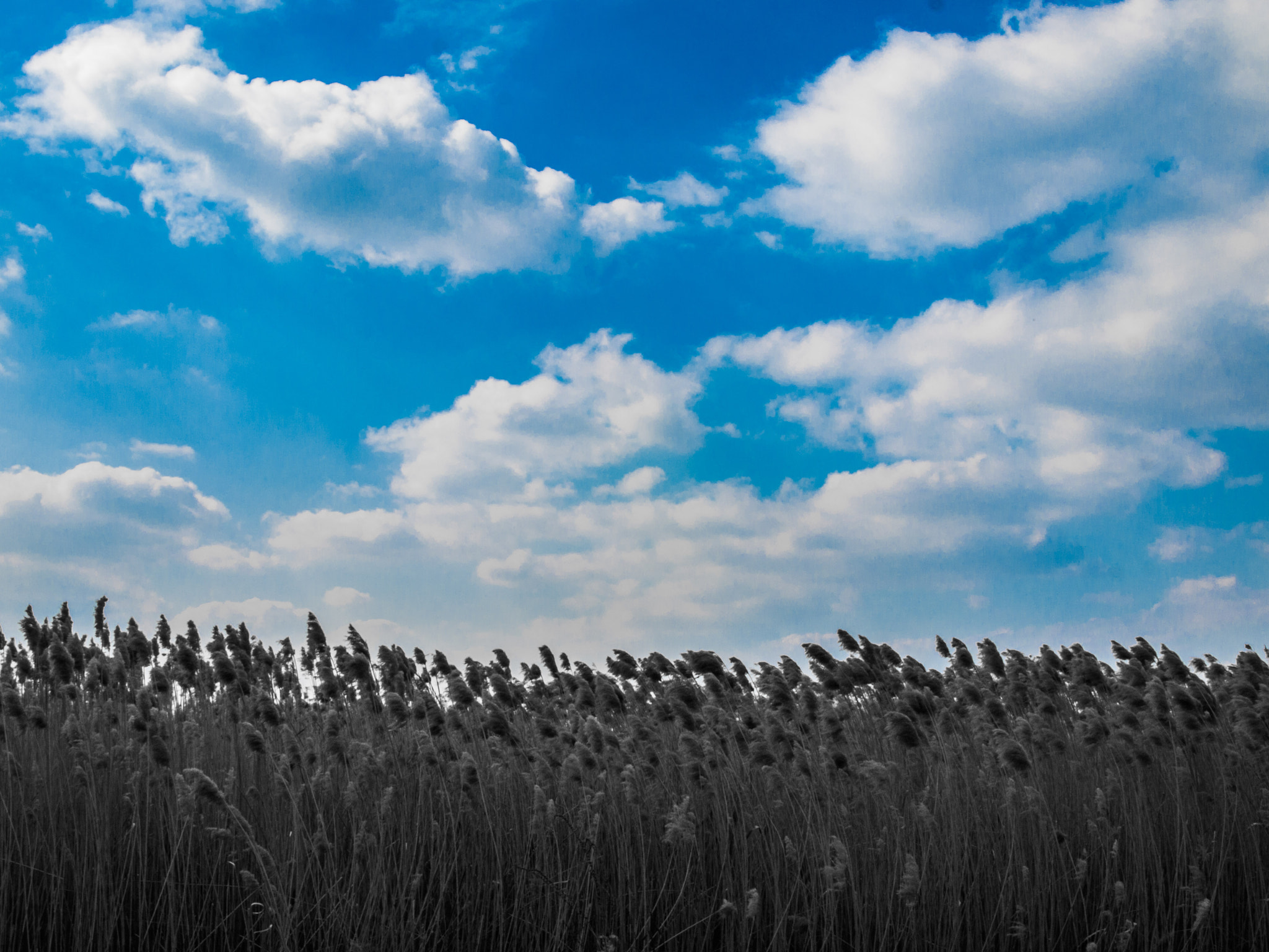 Olympus E-620 (EVOLT E-620) sample photo. 1# blue skiiies shining on meeee photography