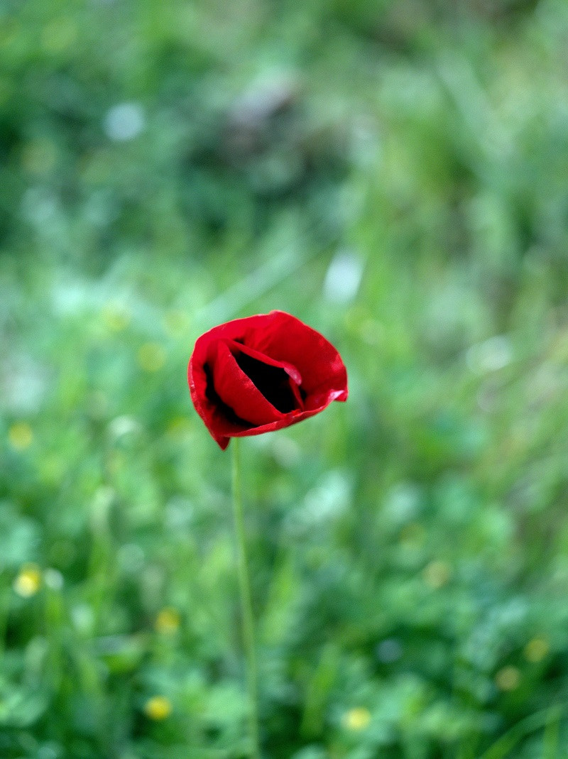 Olympus PEN E-PL8 sample photo. Petit pavot photography
