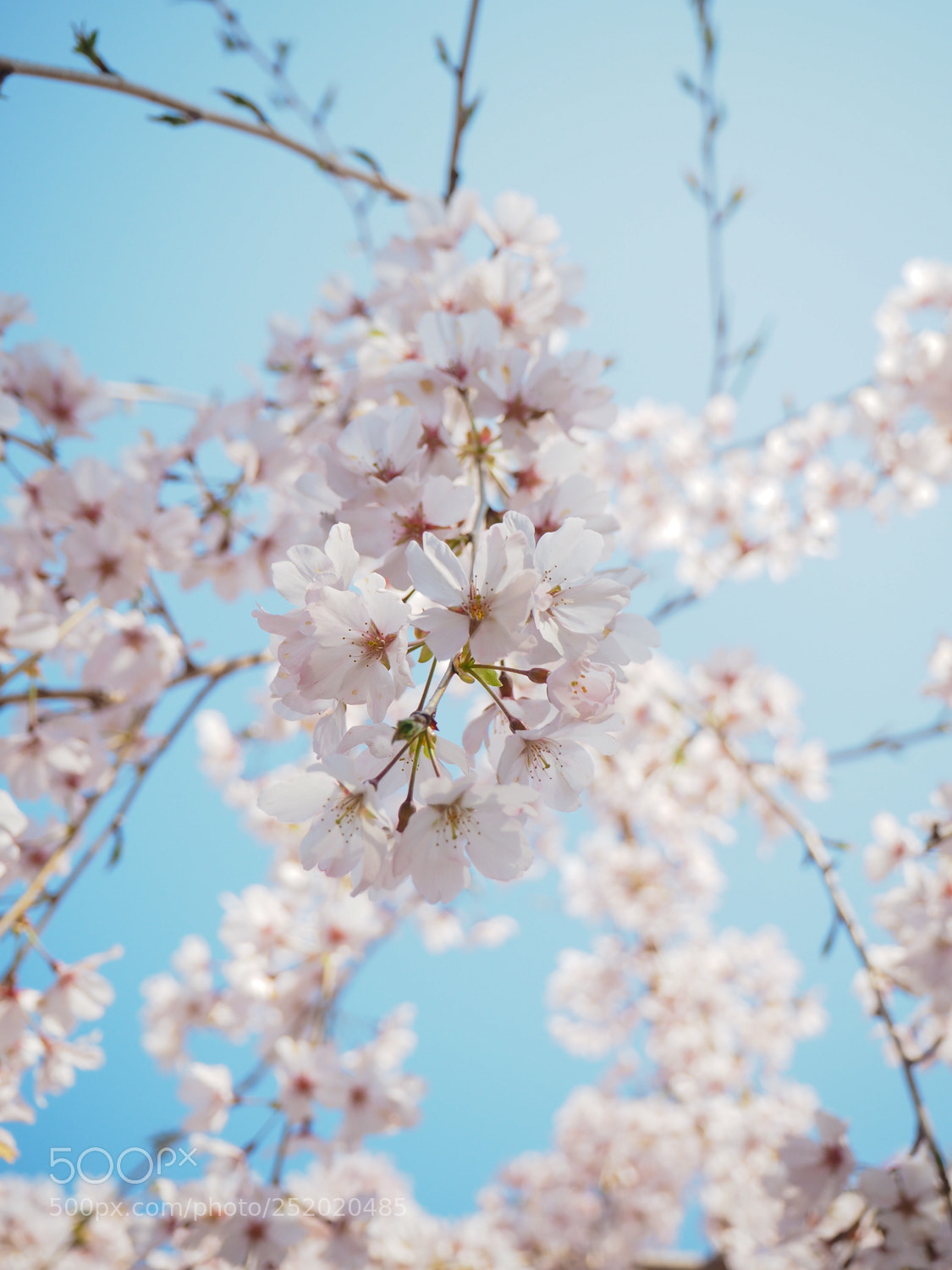 Olympus PEN E-PL7 sample photo. Weeping cherry blossoms photography